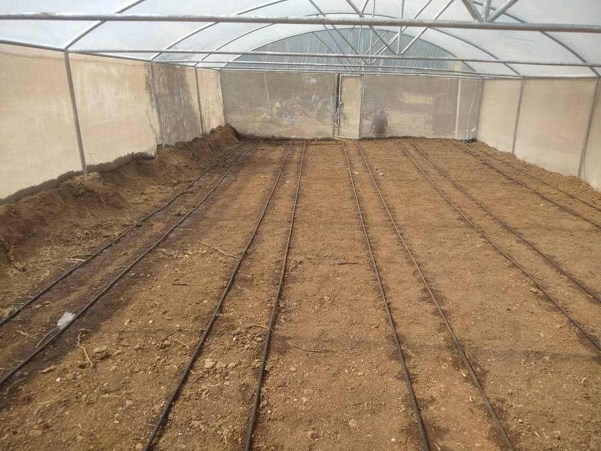 Drip irrigation lines running through greenhouse